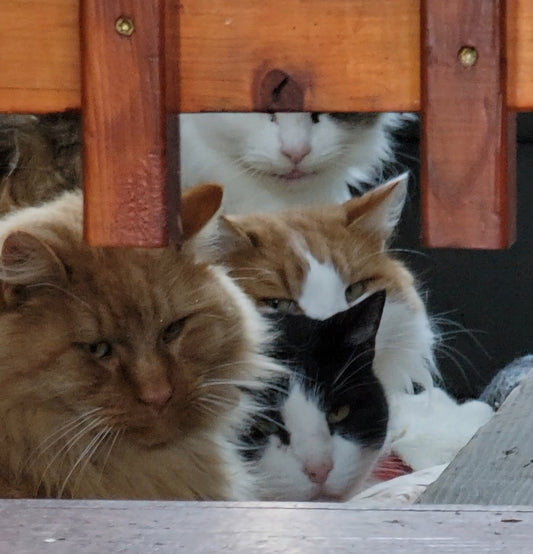 Y: the sweet ache of Yearning